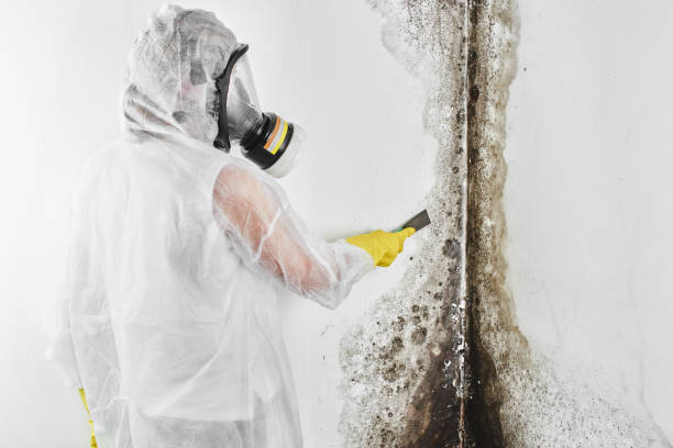 Best Attic Mold Removal  in Hamlet, IN