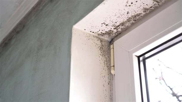 Best Mold Removal Process  in Hamlet, IN
