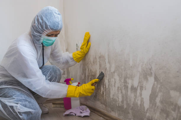 Mold Removal Process in Hamlet, IN