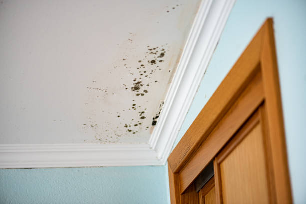 Best Black Mold Removal  in Hamlet, IN