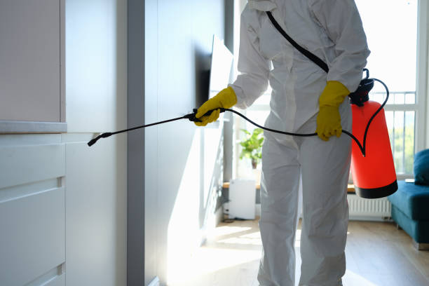 Best Fast Mold Removal  in Hamlet, IN