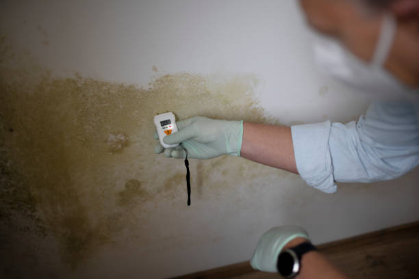 Best Affordable Mold Removal  in Hamlet, IN