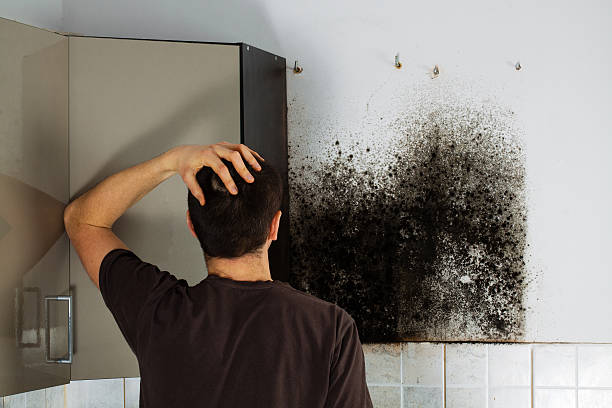 Best Residential Mold Removal  in Hamlet, IN