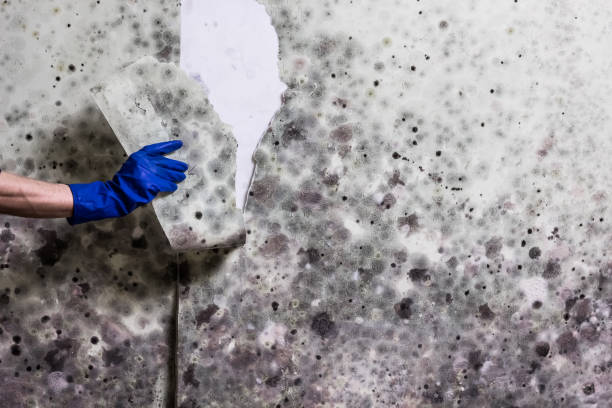 Best Mold Remediation  in Hamlet, IN